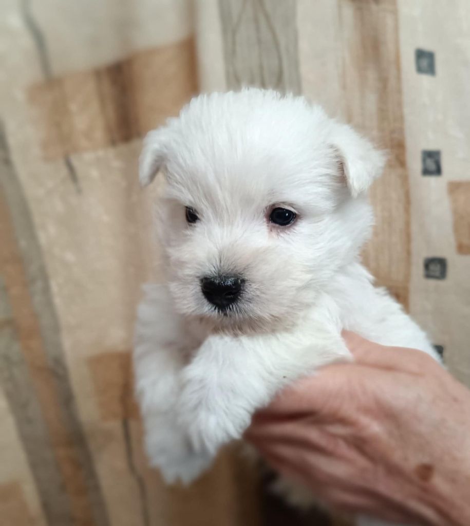 Accueil - Elevage Walescot- kinloch - eleveur de chiens Scottish Terrier