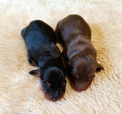 Les chiots de Teckel poil long