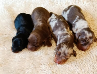 mâle marron&feu - Teckel poil long