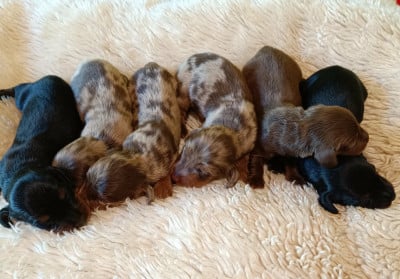 Les chiots de Teckel poil long