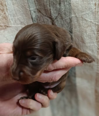 Les chiots de Teckel poil long