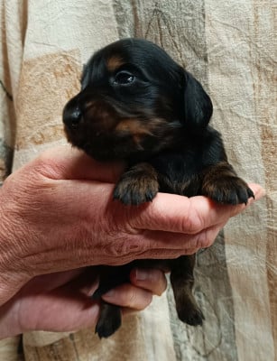 Les chiots de Teckel poil long