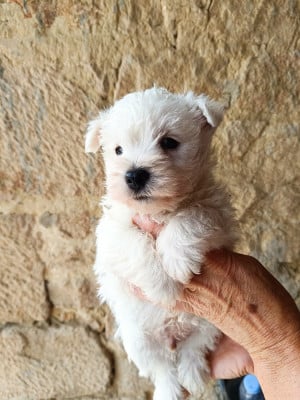 Les chiots de West Highland White Terrier