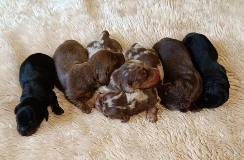 Teckel poil long - Des coeurs d'alène