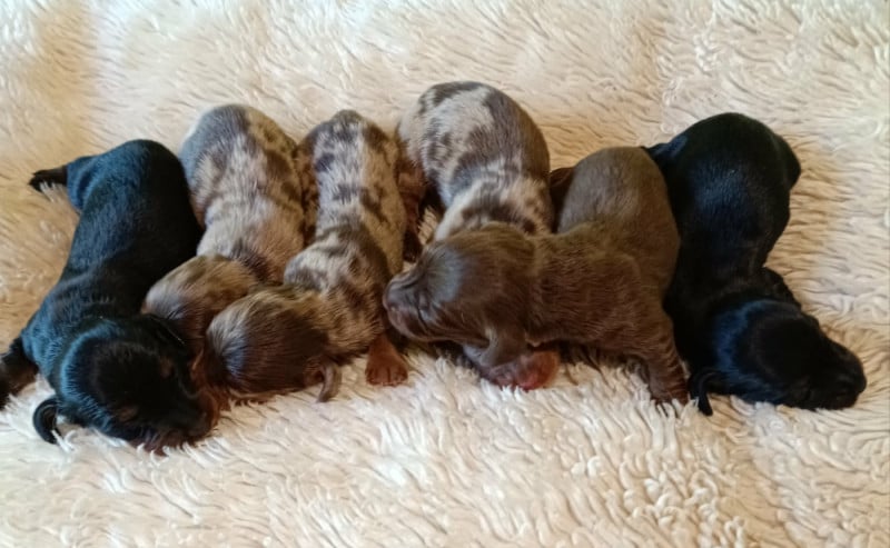 Teckel poil long - Des coeurs d'alène