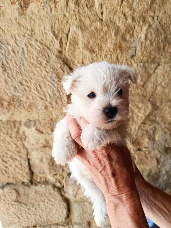 West Highland White Terrier - Des coeurs d'alène