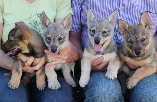 chiot Vallhund suedois-Spitz des Wisigoths Des coeurs d'alène