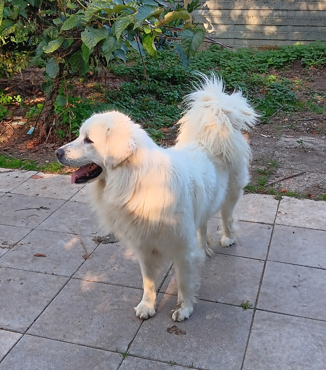 ?nie?ka spod samotnej limby