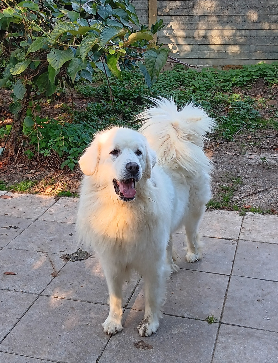 ?nie?ka spod samotnej limby