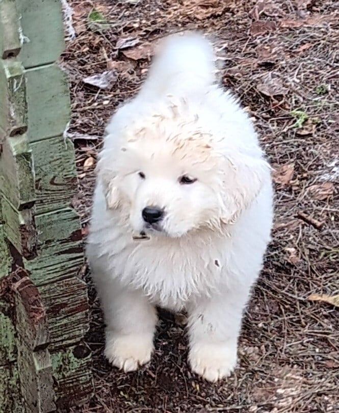 Berger de Podhale - Tatra - Des Princesses D'Hainaut