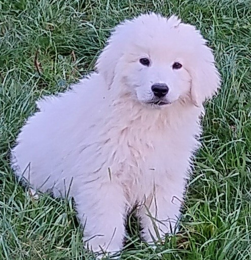 Berger de Podhale - Tatra - Des Princesses D'Hainaut