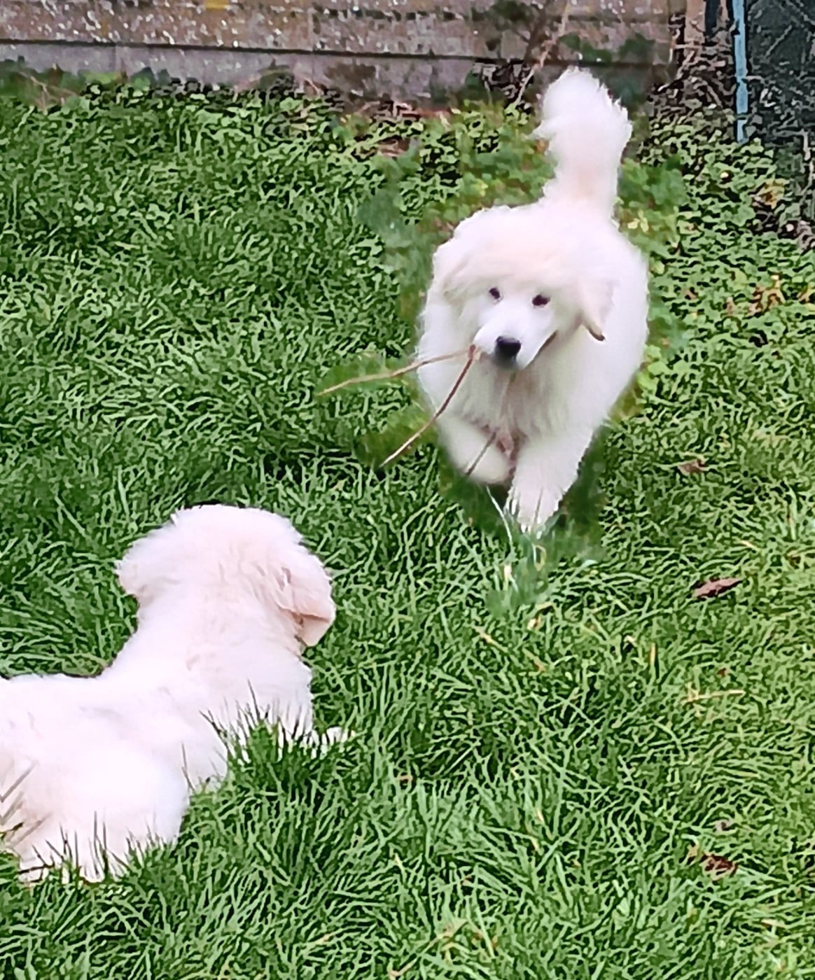 Berger de Podhale - Tatra - Des Princesses D'Hainaut