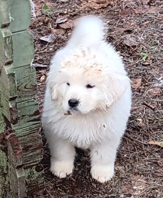 Les chiots de Berger de Podhale - Tatra