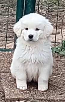 Les chiots de Berger de Podhale - Tatra