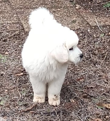 Les chiots de Berger de Podhale - Tatra