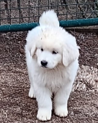 Les chiots de Berger de Podhale - Tatra