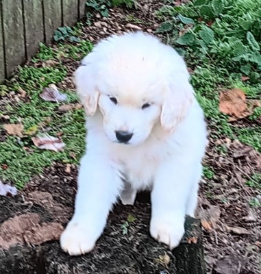 Les chiots de Berger de Podhale - Tatra