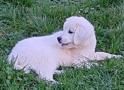 Les chiots de Berger de Podhale - Tatra