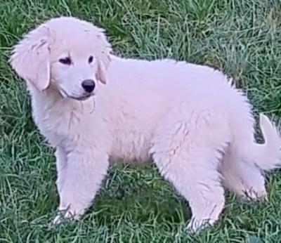 Les chiots de Berger de Podhale - Tatra