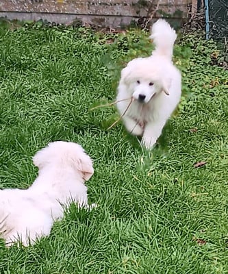 Les chiots de Berger de Podhale - Tatra