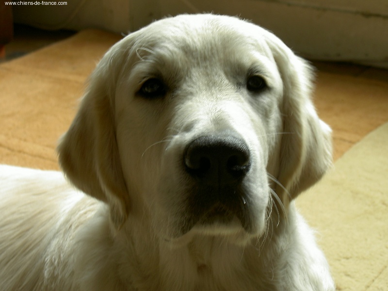 Dewmist Days of thunder - 4eme excellent classe jeune