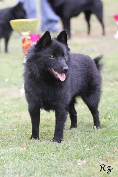 Publication : De la bande à moneuse