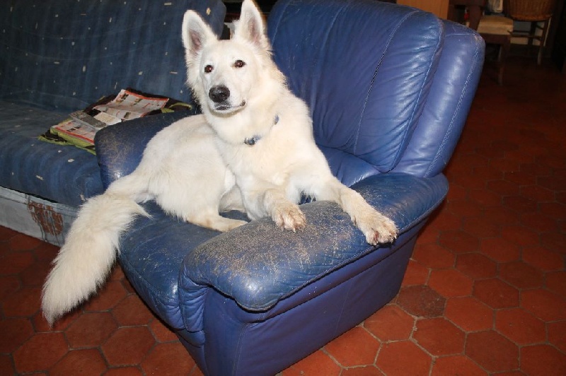 Publication : L'aige de la tournelle