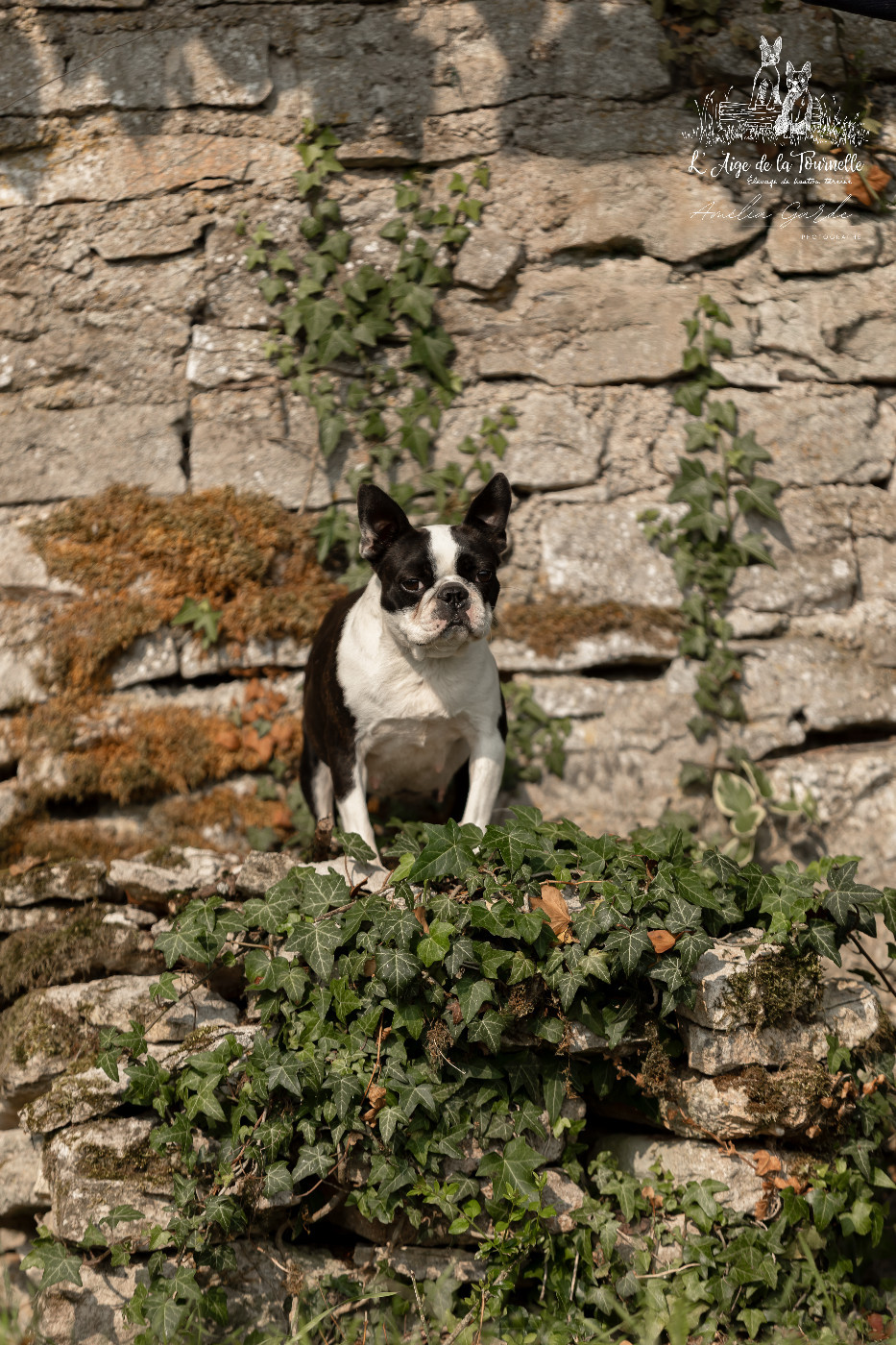 Publication : L'aige de la tournelle