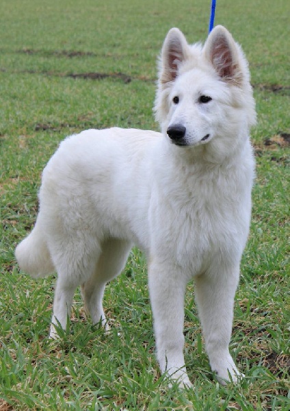 Publication : L'aige de la tournelle