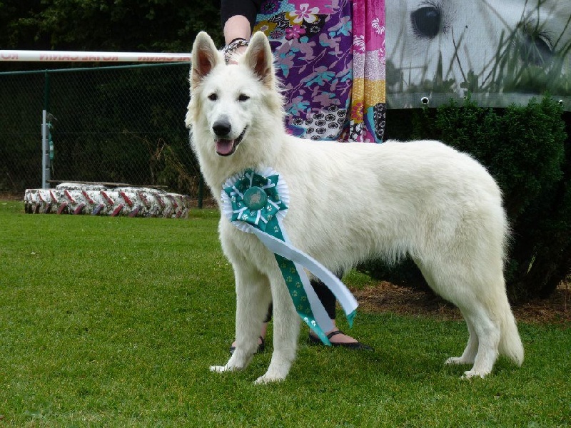 Publication : L'aige de la tournelle