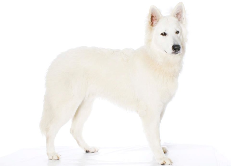 Publication : L'aige de la tournelle