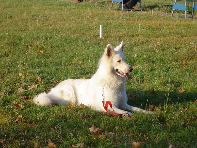 Publication : L'aige de la tournelle Auteur : A. JOLY