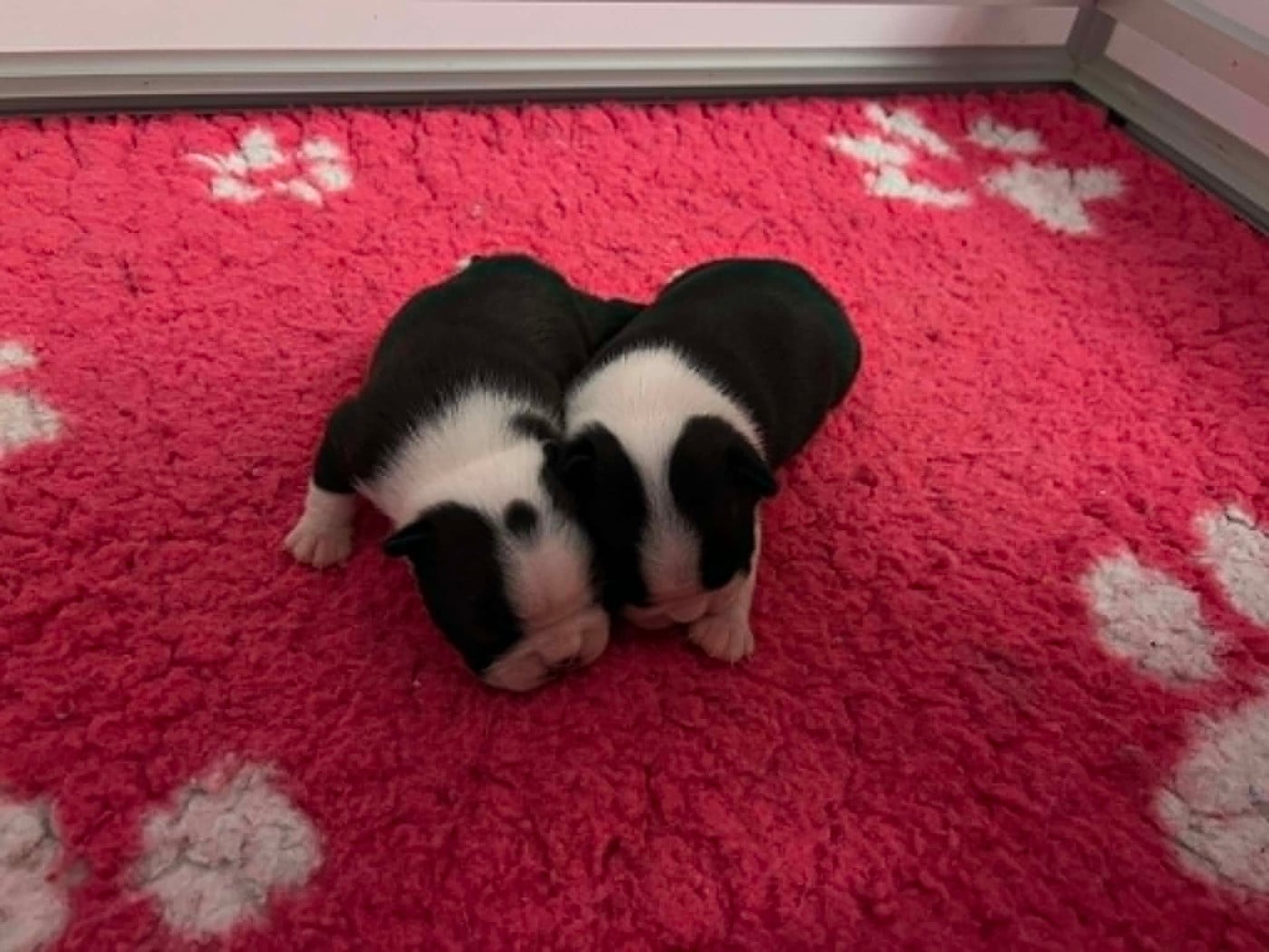 Boston Terrier - L'aige de la tournelle