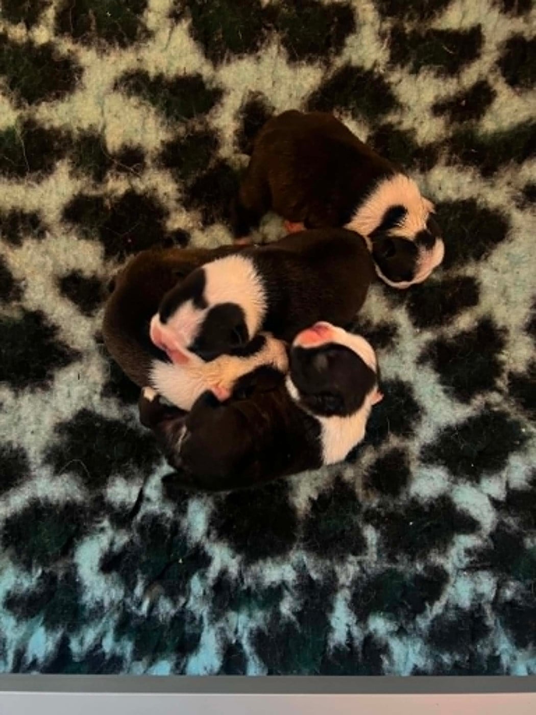 Chiot Boston Terrier