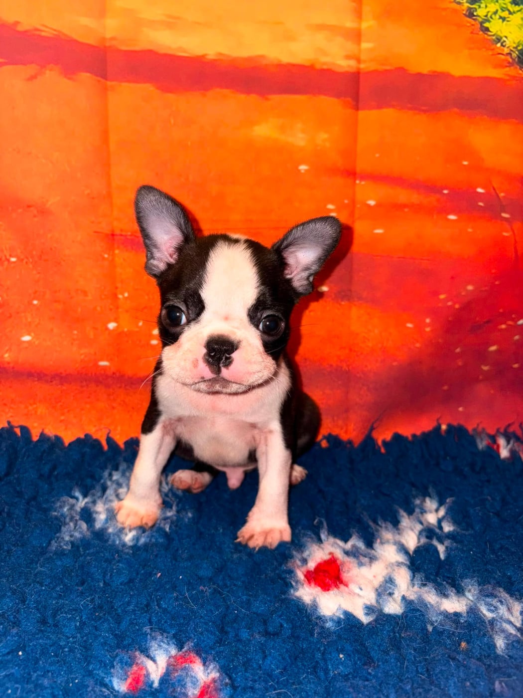 Boston Terrier - L'aige de la tournelle