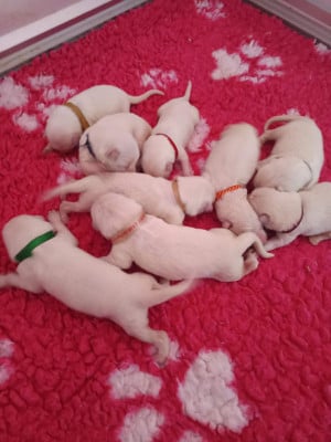 Les chiots de Berger Blanc Suisse