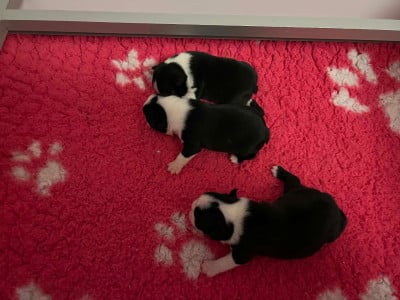 Les chiots de Boston Terrier
