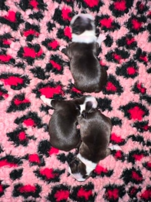Les chiots de Boston Terrier