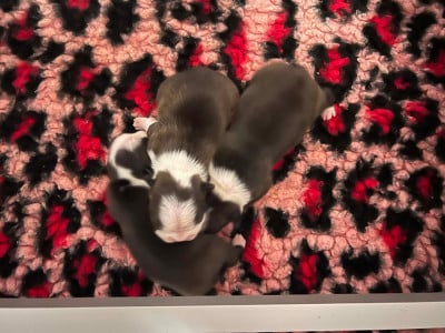 Les chiots de Boston Terrier