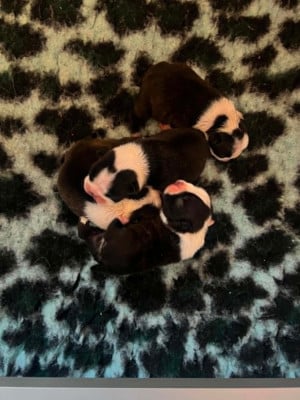 Les chiots de Boston Terrier