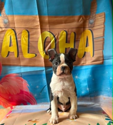 Les chiots de Boston Terrier