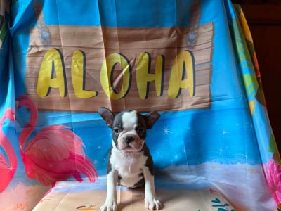 Les chiots de Boston Terrier