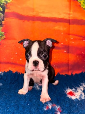 Les chiots de Boston Terrier