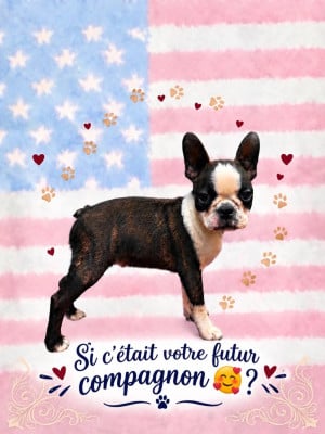Boston Terrier
