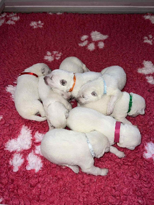 Les chiots de Berger Blanc Suisse