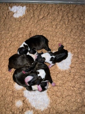 Les chiots de Boston Terrier