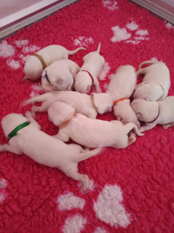 Berger Blanc Suisse - L'aige de la tournelle