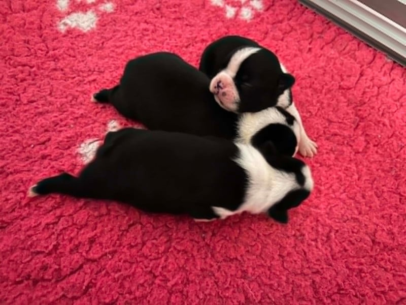 Boston Terrier - L'aige de la tournelle