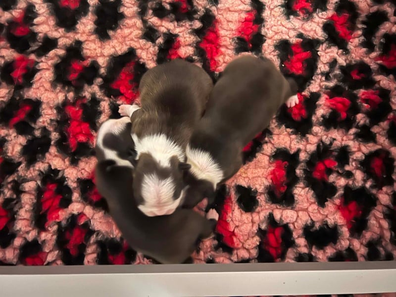Boston Terrier - L'aige de la tournelle