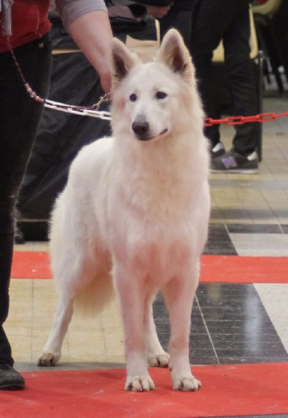 CH. Gella grinta forever L'aige de la tournelle - 2ème EXC - RCACS - COF